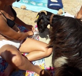 Βίντεο: Μια αξιολάτρευτη κατσίκα έκανε βόλτες ανάμεσα στους λουόμενους σε παραλία της Κρήτης και... έγινε viral 