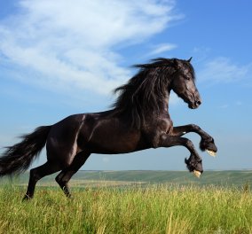 Το άλογο: Στη Φύση, τον Μύθο, την Τέχνη - Ένα σαγηνευτικό άρθρο για τον σύντροφο του ανθρώπου, στην ειρήνη & στον πόλεμο 