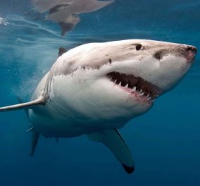 Τα σαγόνια του καρχαρία στην Αυστραλία ήταν θανατηφόρα: Θύματα μια 12χρονη και μια 46χρονη (Βίντεο)
