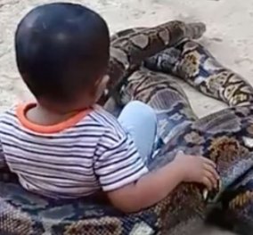 Βίντεο τρομακτικό η τρελό; Ο τριών ετών μικρούλης παίζει με πύθωνα 5 μέτρων νομίζοντας ότι είναι pet