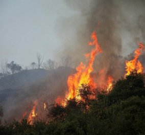 Χαλκιδική: Μεγάλη φωτιά μαίνεται ανεξέλεγκτη στη Σιθωνία - Απειλείται χωριό, εκκενώθηκαν σπίτια (Φωτό & Βίντεο)