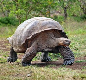Απίστευτο: Εκλάπησαν 123 μωρά γιγαντιαίων χελωνών από τα Νησιά Γκαλαπάγκος