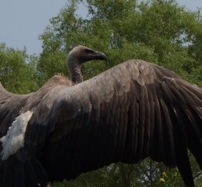 Αυτό το πουλί 700 κιλών ήταν το μεγαλύτερο που έζησε ποτέ στον πλανήτη (Φωτό)