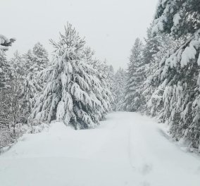 Λευκό τοπίο το Καταφύγι Βελβεντού - Kλειστά τα σχολειά σε Φλώρινα, Γρεβενά και Κοζάνη λόγω της χιονόπτωσης (Φωτό)