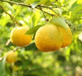Γιούζου: Το νέο υπέρ-φρούτο της Ιαπωνίας, το αποκαλούν το "σέξι φρούτο" -  Ποιες είναι οι ιδιότητες του;