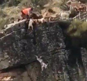 Σκληρές εικόνες που κάνουν τον γύρο του κόσμου: 12 σκυλιά πέφτουν στον γκρεμό κυνηγώντας ελάφι που μαχαιρώνει ο κυνηγός (βίντεο)