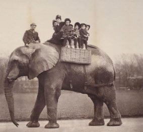 Η αληθινή ιστορία του πραγματικού Ντάμπο: Του κακοποιημένου, αλκοολικού ελέφαντα με το τραγικό τέλος