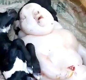 Βίντεο - Πρωτοφανές θέαμα: Μια Κατσίκα γέννησε ανθρωπόμορφο γουρουνάκι & κατατρόμαξε τους χωρικούς