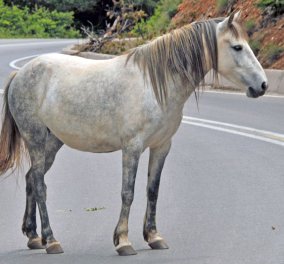 Βόλος: Άλογο βγήκε... τσάρκα στην Εθνική και κάλπαζε προς Θεσσαλονίκη!