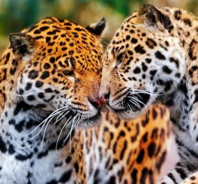 "Αντίο Jenny και Spotty": Σκότωσαν δύο τζάγκουαρ που δραπέτευσαν στο Αττικό Ζωολογικό Πάρκο ενώ βρίσκονταν μέσα επισκέπτες 