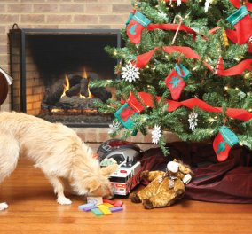 Απίστευτο: Σκύλος στολίζει χριστουγεννιάτικο δέντρο και είναι ότι πιο όμορφο έχουμε δει!