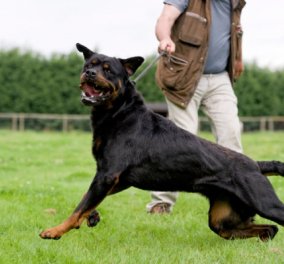 Σοκαριστικό: Συμμορίες στην Βρετανία εκτρέφουν σκυλιά-δολοφόνους για «ακραίο κυνήγι»