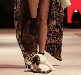 Γάτα "εισέβαλε" σε fashion show και έδειξε στα μοντέλα πως να... περπατούν σωστά!