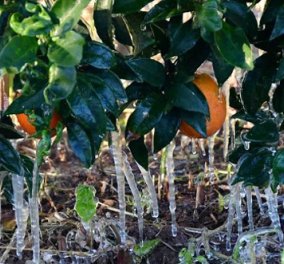 Άργος: Πάγωσαν μέχρι και τα πορτοκάλια - Στους -4°C η θερμοκρασία (Φωτό)