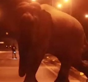 Ελέφαντας βγήκε αμέριμνος για βόλτα στην πόλη της Ταϊλανδής σκορπώντας πανικό στον κόσμο (βίντεο)