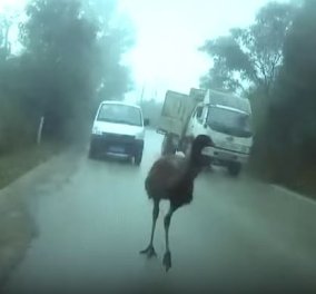 Βίντεο: Η στρουθοκάμηλος έπαθε αμόκ, μπήκε στον αυτοκινητόδρομο και διέκοψε την κυκλοφορία