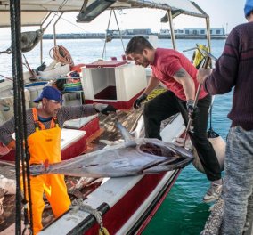 Νάξος: Πάνω από 300 κιλά ψάρια έφεραν με το αλιευτικό τους - Τόνοι τα περισσότερα βγήκαν με γερανό (φωτό & βίντεο)