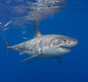 Επιστήμονες αποκαλύπτουν: Το γονιδίωμα του μεγάλου λευκού καρχαρία κρύβει χρήσιμα μυστικά κατά του καρκίνου