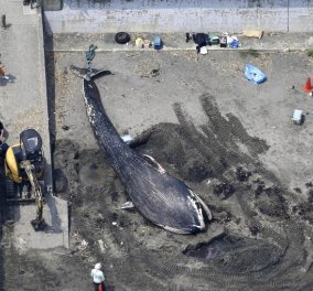 Φιλιππίνες: Φάλαινα έσκασε από... 40 κιλά πλαστικές σακούλες – Σπάνια περίπτωση (φωτό)