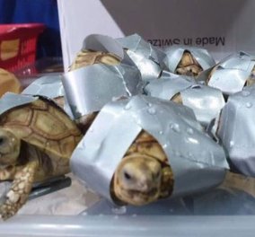 Δεν το έχετε ξαναδεί! 1.500 ζωντανές χελώνες με κολλητική ταινία σε αποσκευές Φιλιππινέζου επιβάτη (φωτό)