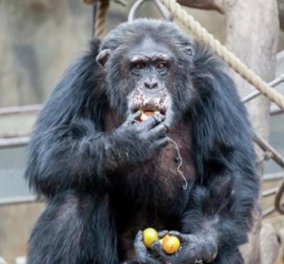 Σοκαριστικό: Επισκέπτες ζωολογικού κήπου έδωσαν νερό με ναρκωτικές ουσίες σε χιμπατζή