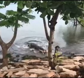 Βίντεο: Κροκόδειλος καταβροχθίζει τον αμέριμνο σκύλο που παίζει στην άκρη του ποταμού 