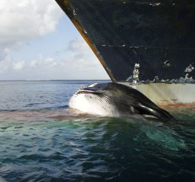 Πλοίο συγκρούστηκε με φάλαινα ανοιχτά της Ιαπωνίας - 87 τραυματίες - Οι 5 σοβαρά (βίντεο)