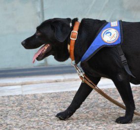 «Έφυγε» η αξιαγάπητη Λάρα, η πρώτη σκυλίτσα-οδηγός τυφλών στην Ελλάδα - Τι δήλωνε η ιδιοκτήτριά της, Ιωάννα Μαρία Γκέρτσου στο eirinika