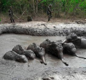 Ταϊλάνδη: Έξι ελεφαντάκια έπεσαν σε λάκκο με λάσπη - Η συγκινητική διάσωση καρέ - καρέ (φώτο -βίντεο)