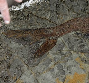 Σπουδαία ανακάλυψη: Βρέθηκαν τέλεια διατηρημένα απολιθώματα από τη μέρα της «Αποκάλυψης», πριν 66 εκατ. χρόνια - Φώτο 