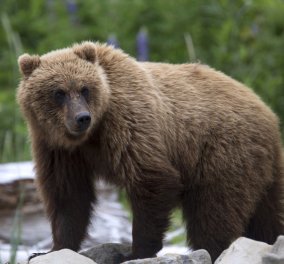 Σοκαριστικό βίντεο: Αρκούδα επιτέθηκε σε γυναίκα την ώρα που πήγε να την ταΐσει