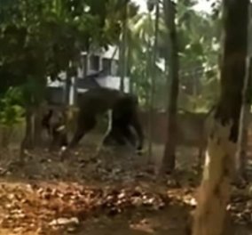 O νηστικός ελέφαντας σκότωσε ποδοπατώντας τον φροντιστή του - Γιατί δεν τον τάιζε