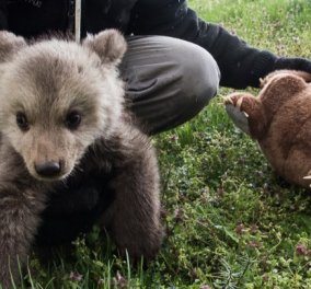 Good news: Ας γνωρίσουμε τον Μπράντλεϊ και τον Κούπερ, τα δύο ορφανά αρκουδάκια που μόλις διασώθηκαν