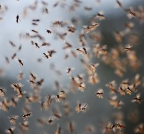 Story of the day: Σκοτείνιασε από εκατομμύρια μύγες ο ουρανός σε ένα χωριό της Ρωσίας - Γέμισαν σπίτια, γραφεία, δρόμοι (Φωτό & βίντεο)