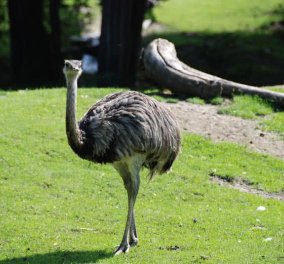 Βρέθηκε το μεγαλύτερο πουλί που πάτησε ποτέ στη Γη - Δεν πέταγε λόγω βάρους αφού ζύγιζε 450 κιλά
