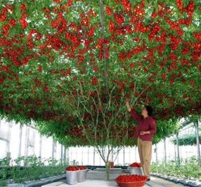 Ντοματιά γίγας: 10.000 ντομάτες παράγει ένα μόνο "δέντρο" (φώτο-βίντεο)