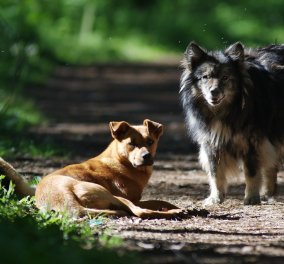 45χρονος βρέθηκε νεκρός με 100 δαγκωματιές - Αγέλη σκύλων του επιτεθήκαν όταν λοξοδρόμησε μέσα σε δάσος