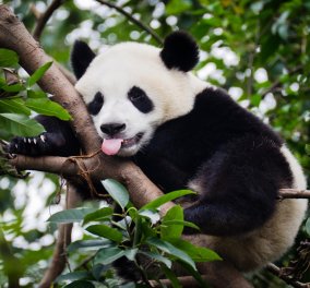 Γεννήθηκαν τα δίδυμα και πιο παχουλά Panda του πλανήτη! (φωτό)