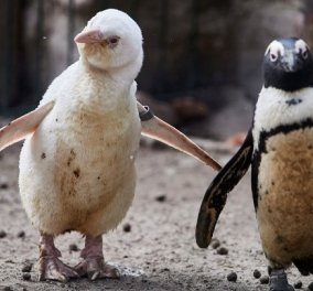 Δύο κλέφτες πιγκουίνοι διέρρηξαν εστιατόριο sushi – Eίναι γνωστοί ως πιγκουίνοι νεράιδες (φωτό)