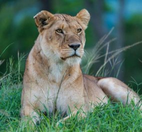 Λέαινα σκότωσε και καταβρόχθισε τα 2 νεογέννητα λιονταράκια της – Μετά βρήκε τον πατέρα των παιδιών της (φωτό)