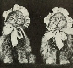 Απίθανες vintage φωτογραφίες με γατάκια - Θα σας φτιάξουν την μέρα!