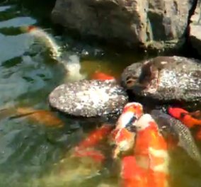 Το βίντεο της ημέρας: Παπάκι ταΐζει τα ψάρια της λίμνης!
