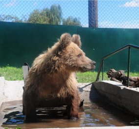 Πέθανε ο Ούσκο - Το πρώτο αρκουδάκι σε αναπηρικό καροτσάκι - Γνώρισε από νωρίς το σκληρό πρόσωπο των ανθρώπων