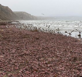 Δεν είναι αστείο: Ξαφνικά η παραλία γέμισε χιλιάδες ψάρια-πέη - Τα σκουλήκια πέφτουν βροχή (φώτο-βίντεο)