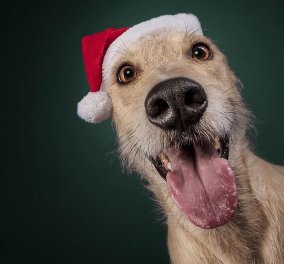 Smile: 19 εορταστικές φωτογραφίες σκύλων που θα σας κάνουν να "δακρύσετε από τα γέλια"! Φώτο 