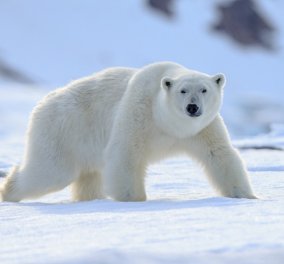Βίντεο που "κόβει την ανάσα": Πολικές αρκούδες γλιστρούν καθώς λιώνουν οι πάγοι - Παρασύρονται στα παγωμένα νερά  