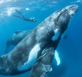 13 μοναδικές φωτογραφίες με φάλαινες να παίζουν με τους... ανθρώπους!  