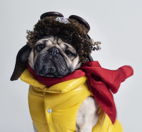 Όταν λέμε ότι Moncler φοράνε και οι αριστοκράτες σκύλοι ή ότι "πετάς" με τα περίφημα μπουφάν, το εννοούμε; Ναιιι! Απίστευτες διαφημίσεις - Φώτο & Βίντεο 
