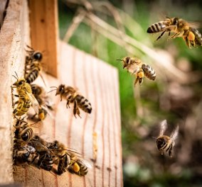 40.000 πραγματικές... άγριες μέλισσες όρμησαν στους δρόμους της Καλιφόρνια – 5 τραυματίες & πανικός στην πόλη (φωτό)