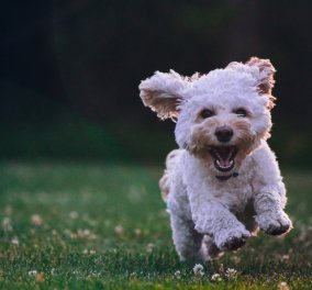 Κορωνοϊός: Σε καραντίνα σκύλος που βρέθηκε θετικός στον ιό - Μπορεί να κολλήσει άνθρωπο; 